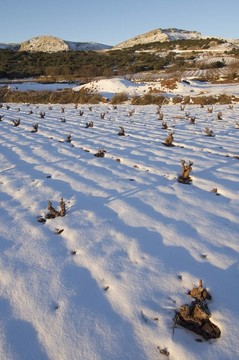 雪白的葡萄園