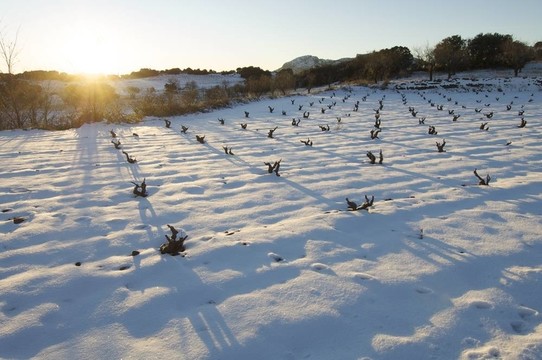 雪白的葡萄園