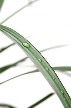植物與滴
