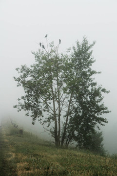 霧