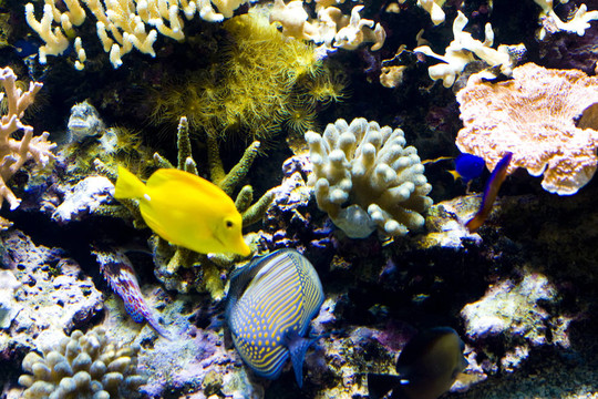 一種奇特的魚游泳