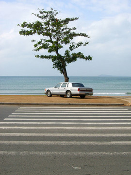 海邊的樹和車