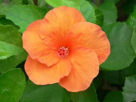 橙色的芙蓉花
