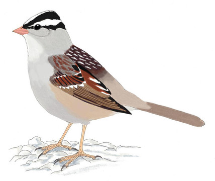 白頭Sparrow
