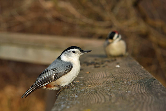 白胸鳾