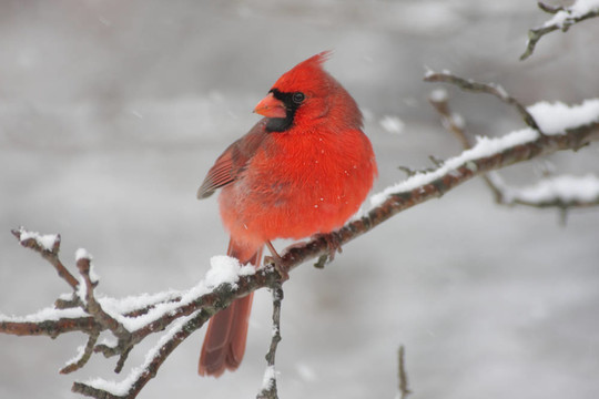 紅衣主教In Snow