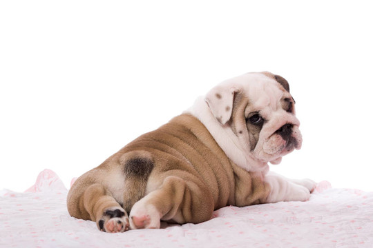 英國(guó)斗牛犬