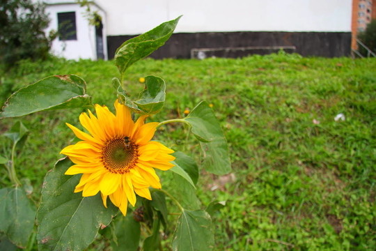 向日葵和蜜蜂
