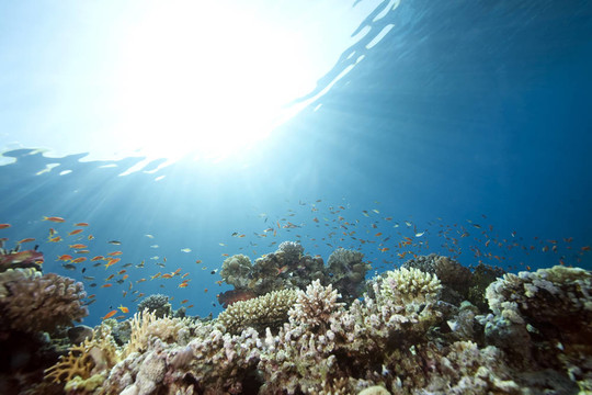 海洋；珊瑚和魚