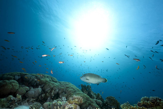 海洋；珊瑚和魚
