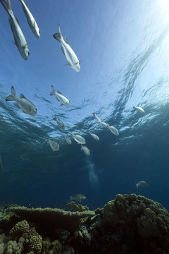 海洋；珊瑚和魚