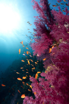 海洋；珊瑚和魚