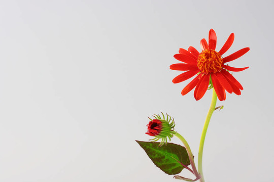 帶芽的花