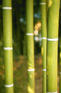 竹青林
