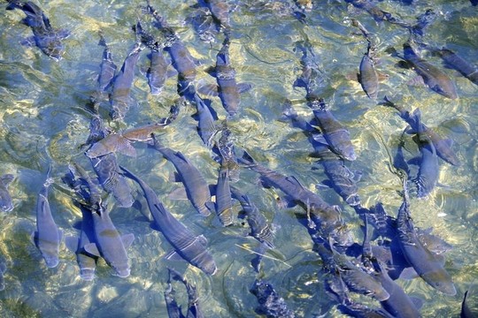 在一個擁擠的觸須灘河面魚