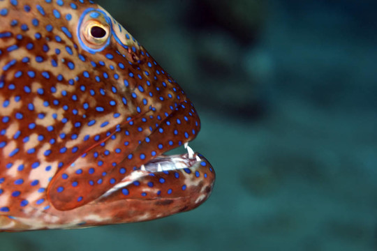 coralgrouper