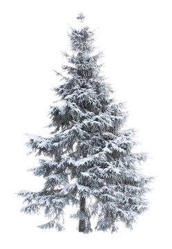 fur-tree_01