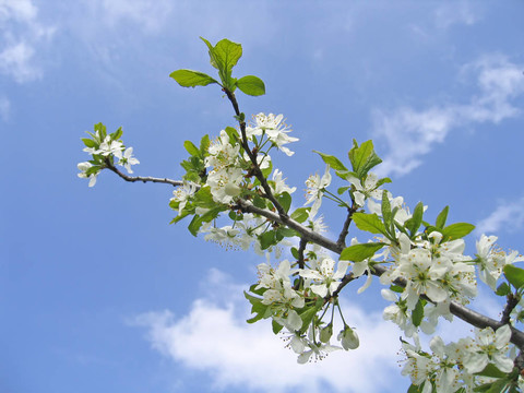 一棵開花的樹的樹枝