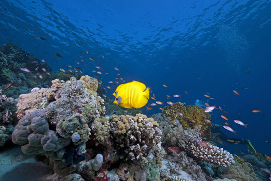 蝴蝶魚；海洋和珊瑚