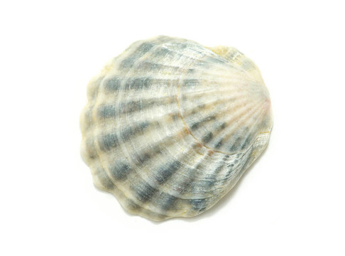 殼