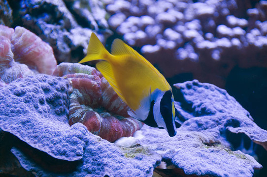 狐藍(lán)子魚