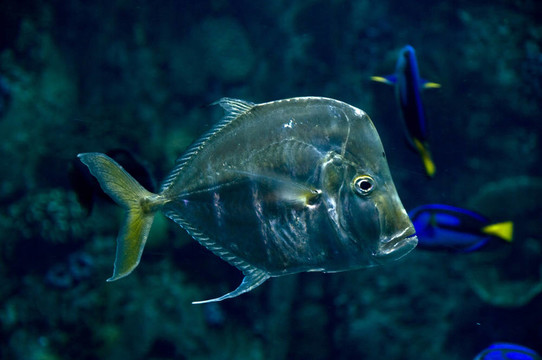 月魚魚