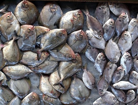 在臺(tái)灣魚市
