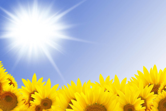 向日葵花田