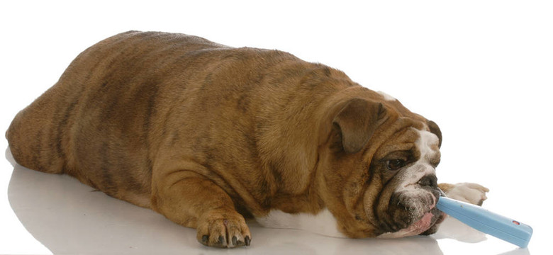 病態(tài)的狗英國斗牛犬獲得體溫