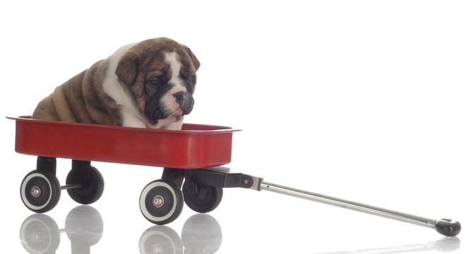英國斗牛犬幼犬在4周齡紅車