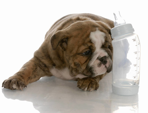 奶瓶喂養(yǎng)小狗的英國(guó)斗牛犬躺在嬰兒奶瓶