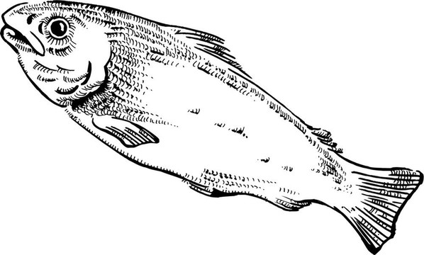 魚的插圖