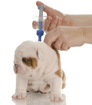 獸醫(yī)護理玩具針英國斗牛犬