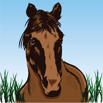 野馬肖像插畫