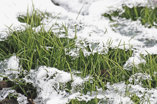 雪下的草。