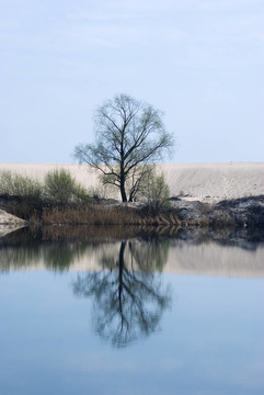 樹