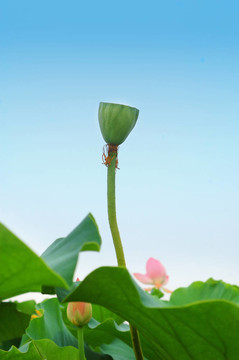 蓮房
