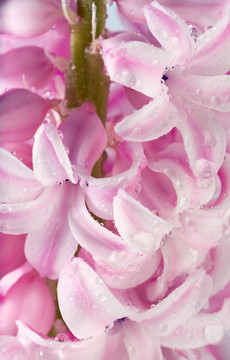 風(fēng)信子花
