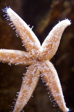 常見(jiàn)的海星（Asterias rubens）