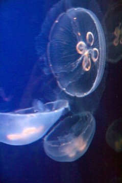 Aurelia aurita（水母；月亮水母；常見的水母；碟果凍）。美杜莎是半透明的；通常約25-4