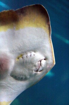 南美洲魟魚；魚；是一個(gè)家庭的Dasyatidae在熱帶和亞熱帶的南大西洋水域發(fā)現(xiàn)的；加勒比海和墨西哥