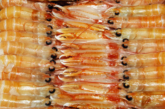 對(duì)蝦