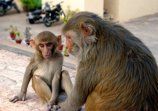 Macaca Mulatta Mother和孩子坐在印度的街上