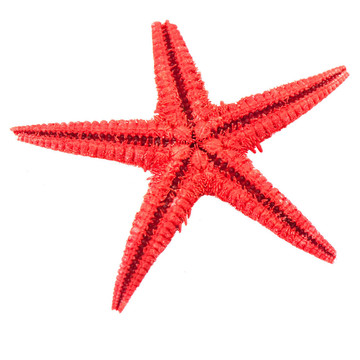 紅海星