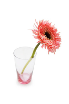 Gerber daisy孤立在白色背景
