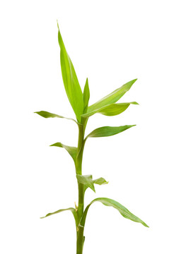 白色背景上的竹枝