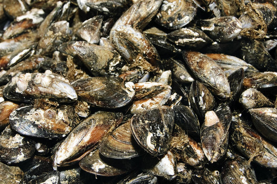 對(duì)蝦