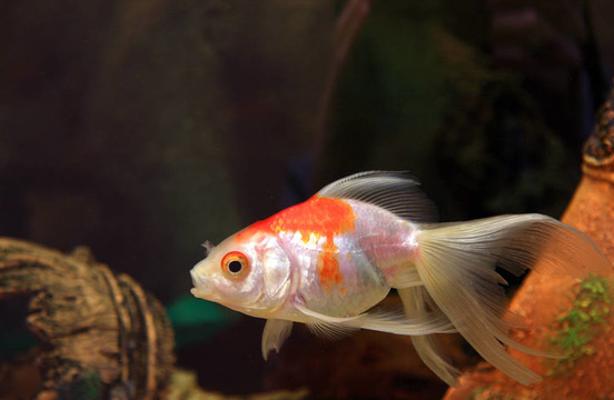 魚缸里的魚