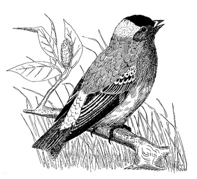 灰冠Rosy Finch