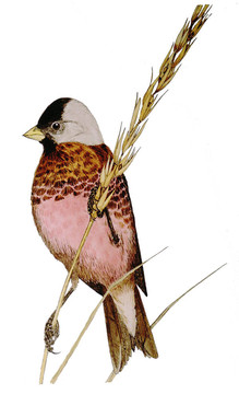 灰冠Rosy Finch